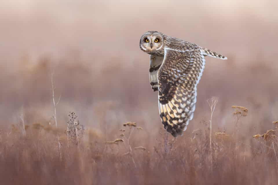 Semana na vida selvagem: um pequeno felino-tigre, ursos no quintal e umaouriça-do-mar rosa fruncida