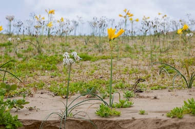Deserto colorido: Atacama floresce após volume de chuva inédito provocado pelo El Niño; veja fotos