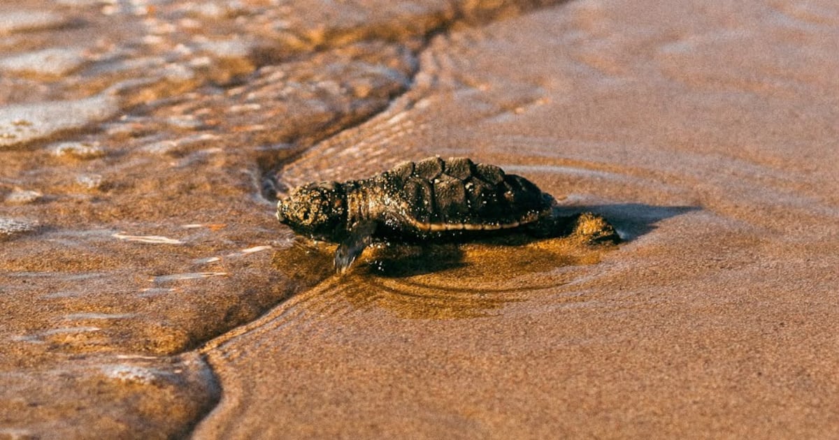 Estudantes da rede pública participam de desafio para proteger tartarugas-marinhas