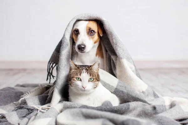 Maus-tratos a cães e gatos na Espanha pode render multa de até R$ 1 milhão